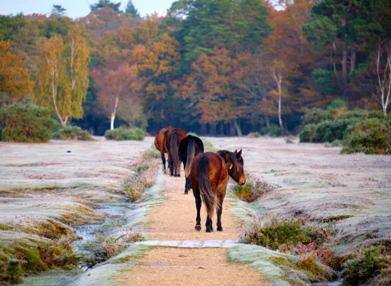 On a frosty autumn morning in New Forest just outside the village